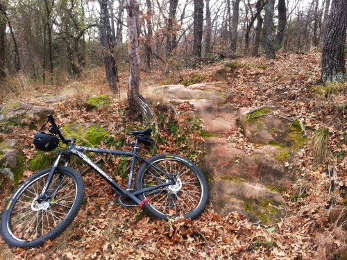 allyzilla:  Notes from the trail: Today, this forest has a kind of easy charm, not unlike a riversid