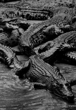 absinthius:  Crocodiles