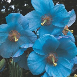 esperador:Blue poppy.