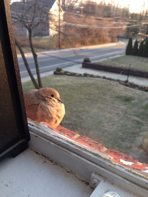 erikaeriksone:  Bird friend on the windowsill. 
