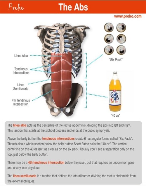 anatoref:Abdominals 