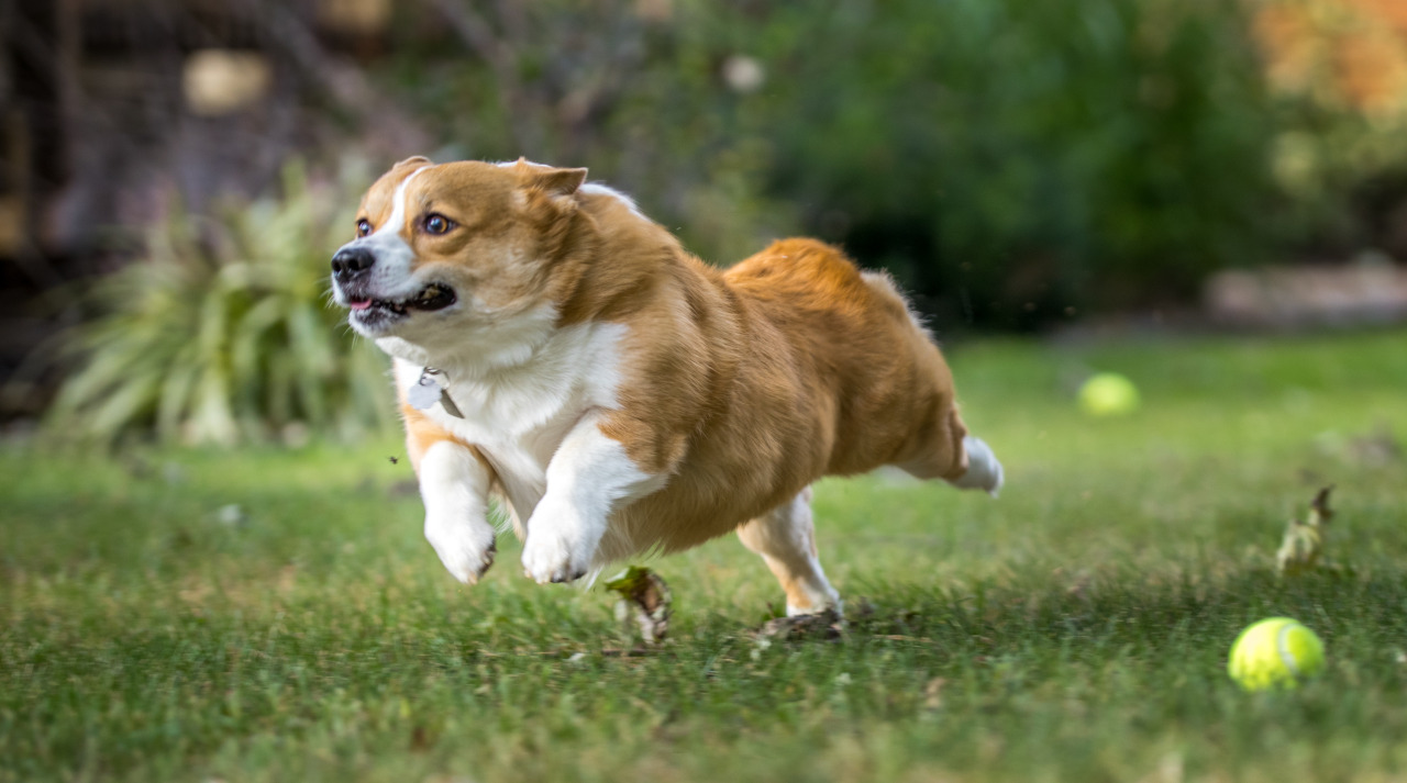 thefrogman:  Otis the Majestic Chaser of Balls. 