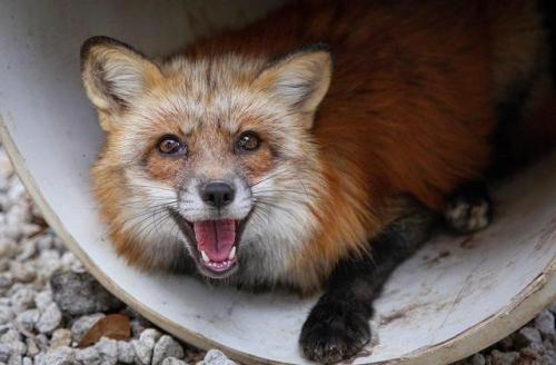 everythingfox:“Swiffer is a happy fox”Taken from Reddit