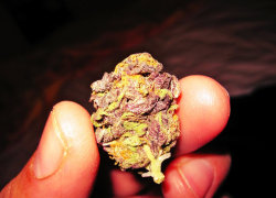 nickijuana:  dank bud of my grand daddy purp 