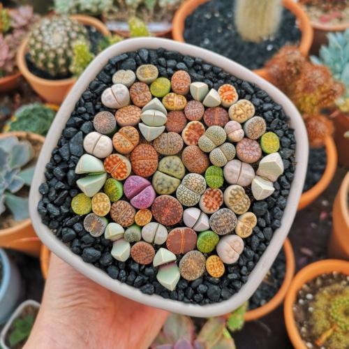 flyingeagleclaw:sixpenceee:Lithops, “Living Stones”, a genus of succulent plants whose rocklike appe