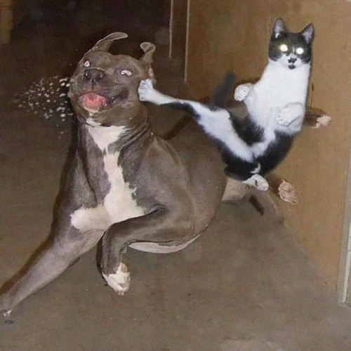 awesome-picz:  Ninja Cats That Have Mastered The Ancient Art Of Ninjutsu