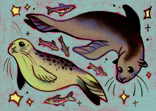 A drawing of a seal and a seal lion swimming together, surrounded by tiny little sardines.