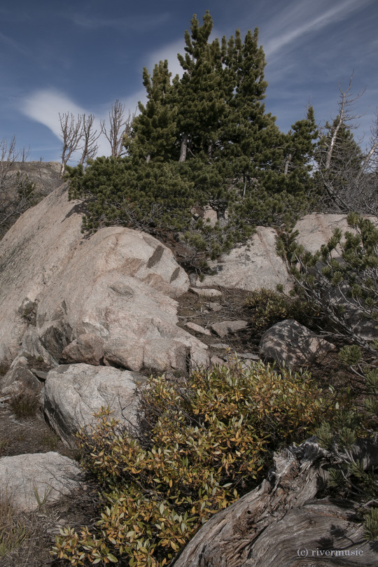 Whitebark Pine holds forth just below timberline in the Beartooth Mountains, Wyoming: (c) riverwindphotography, September 2019