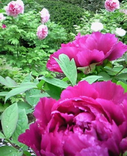 牡丹　（peony）薬王院　新宿　東京　Ｙａｋｕｏｕｉｎ　Shinjuku