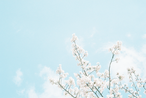 royal-sea:sakura by (hide441)