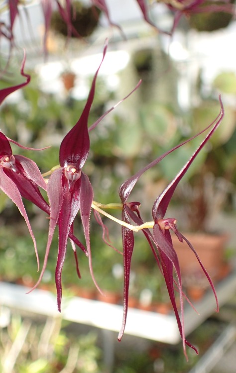 orchid-a-day:  Pleurothallis phalangifera