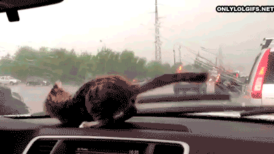getoutoftherecat:  this is why you’re not allowed in the car. 