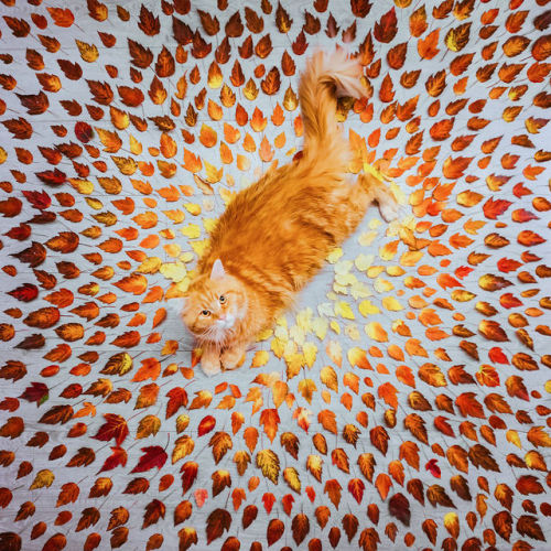 landscape-photo-graphy:Photographer Kristina Makeeva Captures What Autumn Looks Like Around Eur