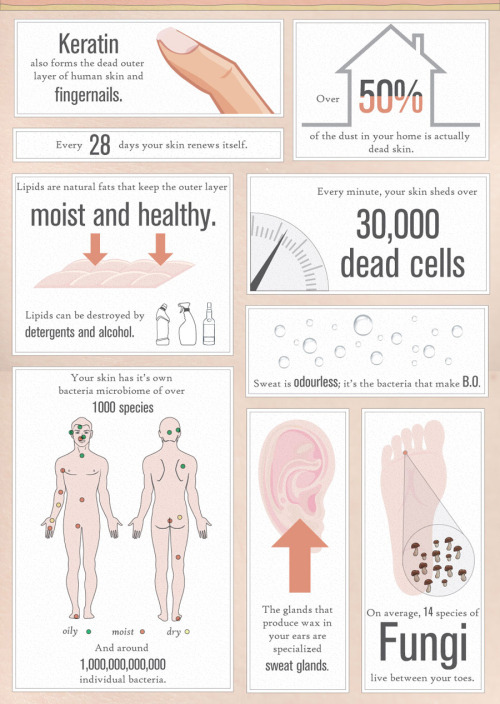 science-junkie:50 Incredible Facts About SkinDid you know that your skin is considered an organ