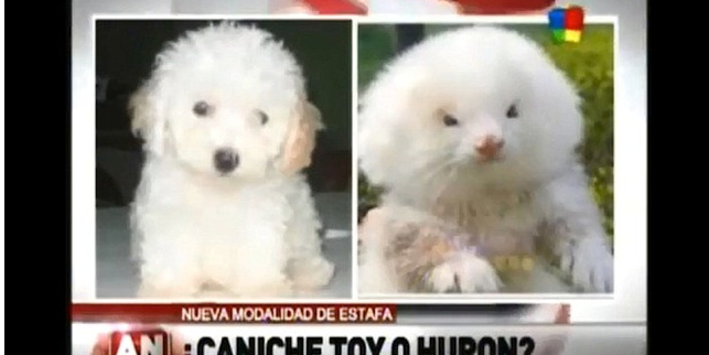 theadventuresofmichaelpawlak:  If I had a nickel…  guy tries to buy toy poodles,