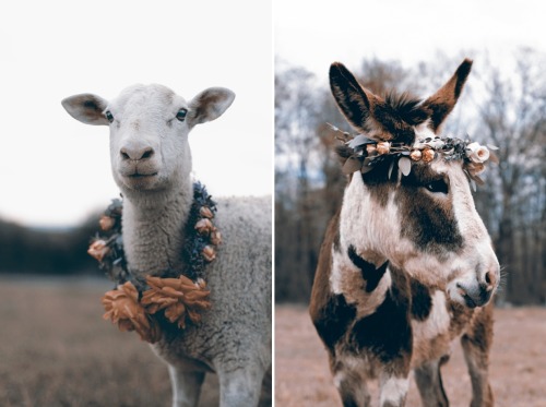 floralls:FARM YARD BUDS_  by Hannah Miles