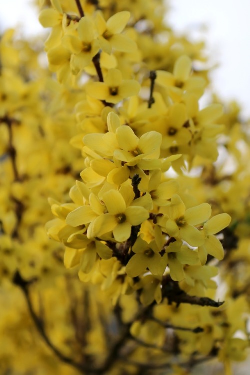 boschintegral-photo: Forsythia