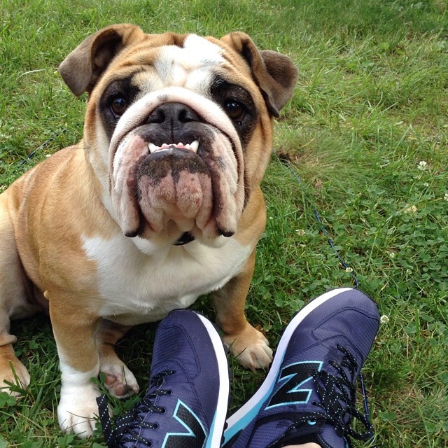 The poor girl is so underfed that when we go outside she eats dirt and sticks. via Instagram http://ift.tt/1poIK2y