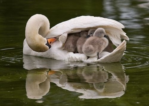 Mom’s water taxi service (Mute Swan with adult photos