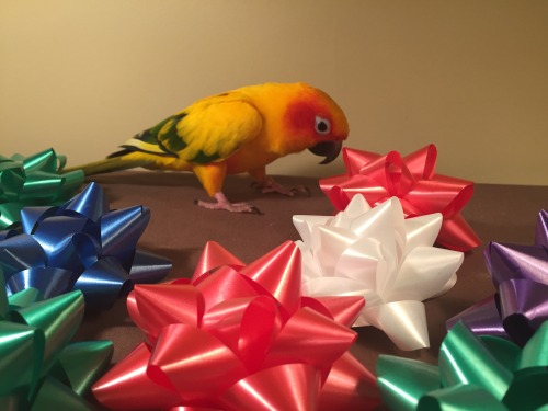 pepperandpals:Here’s a photoset of Mango being confused by bows