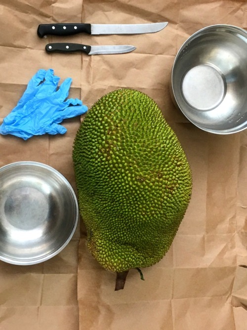 Jackfruit   (Artocarpus heterophyllus) Harvested our first jackfruit of the season!  I was always wo