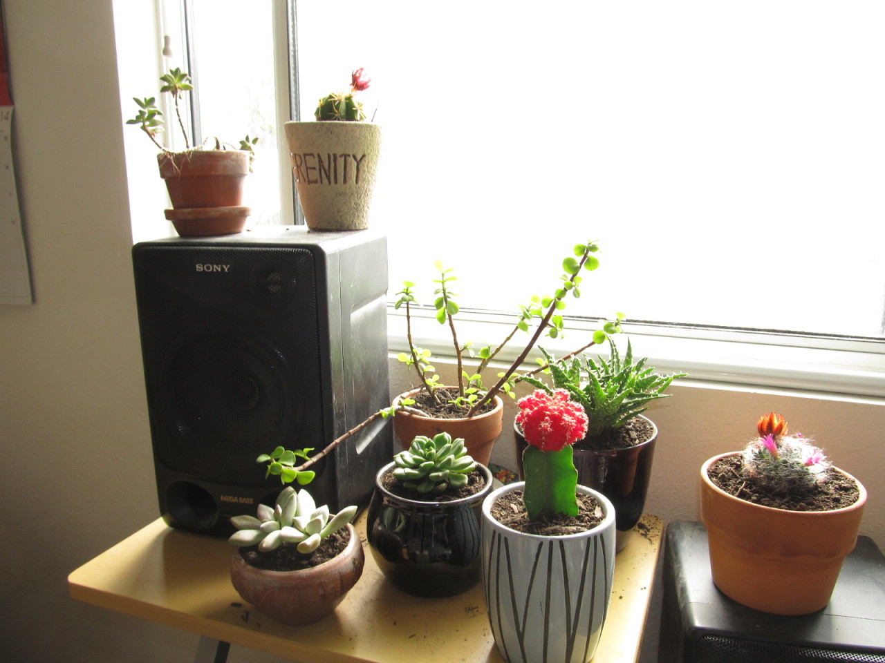 Finally bought enough pots for all my plants