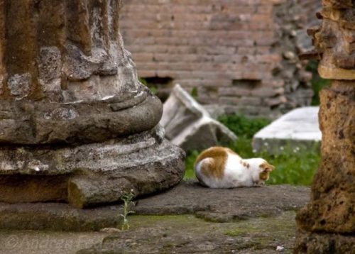 Porn photo catsbeaversandducks:  Roman Cats Turn A Historic