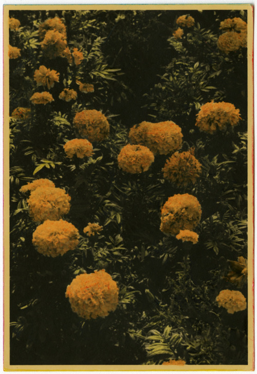 Flor de los muertos, tryptich. Tea toned and hand colored gelatin silver print.