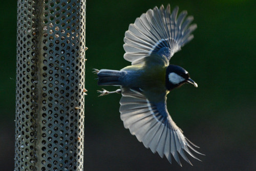 Great Tit (Parus major)© Jamie Wilkins