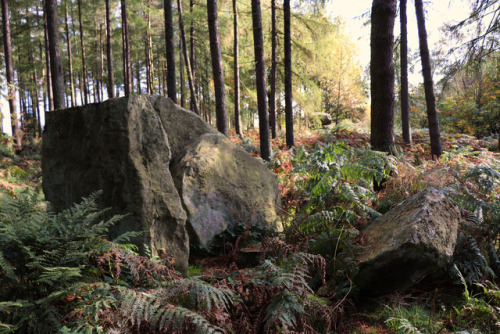 Wood and Stone, Autumn 2, Ilton, near Masham, North Yorkshire, 15.10.17