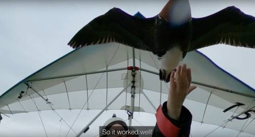 A Conservationist Teaches Geese to Use Safer Migration Routes by Flying With Them Across Europe