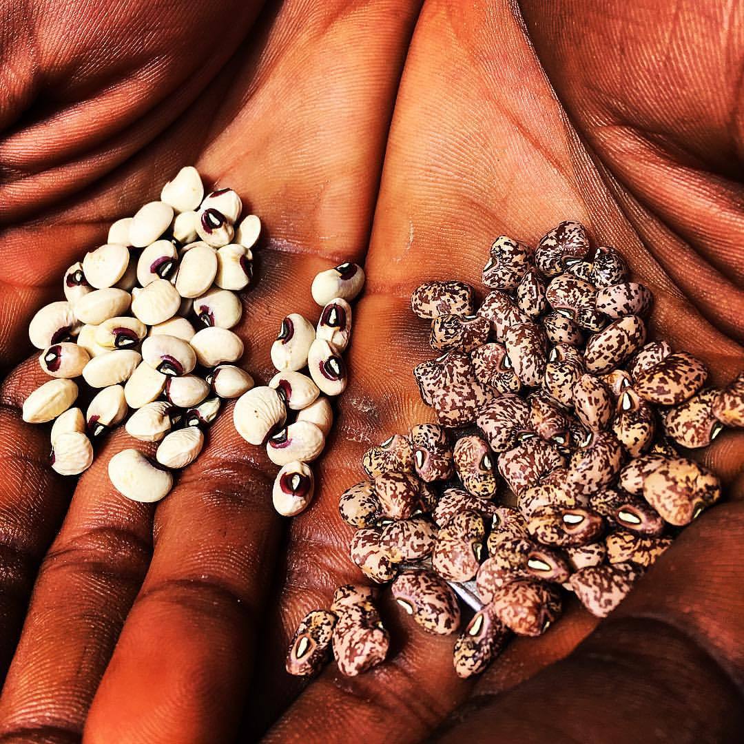 Chris grew these Purple Hull Peas (Vigna unguiculata) at @bartramsfarm. The ones on the right emerged from the same plants, and look a little bit (but not at all exactly) like the Quail Bean that @namu_farm posted yesterday. Anyone seen this pattern...