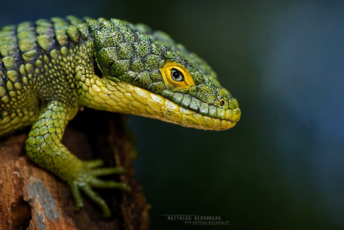 thegreenmeridian:end0skeletal-undead:Arboreal or Mexican Alligator Lizard,Abronia gramineaPhotos byM