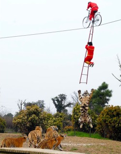 blazepress:  Just a normal tight rope trick.