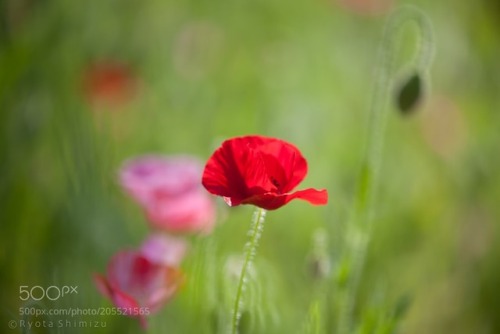 euph0r14:poppy | by atuoyrsp | Source: http://ift.tt/2nA2CGm