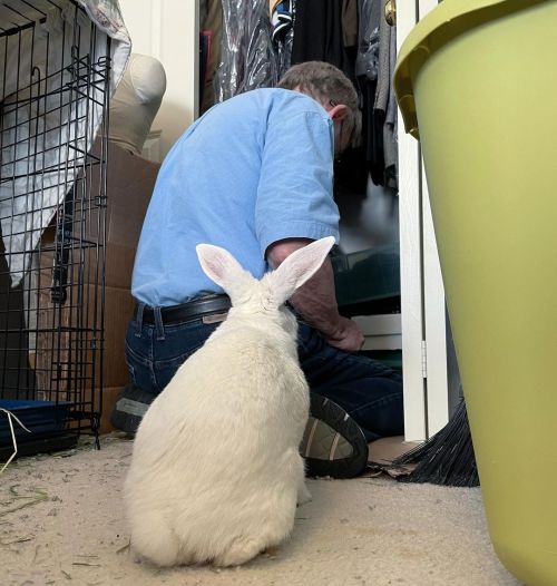 Supervising as grandpa retrieves something from the closet. #bunny #bunniesofinstagram #bunstagram #