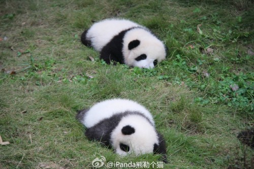 fuckyeahchinesefashion:  baby pandas via iPanda熊勒个猫 