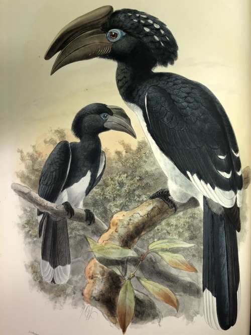 These dashing Trumpeter Hornbills are here to herald the long weekend ahead! Stay warm!  This illust