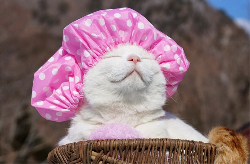 blogboestbelle: catsbeaversandducks: Shiro Neko, The Most Relaxed Cat On Earth, Has Passed Away At A