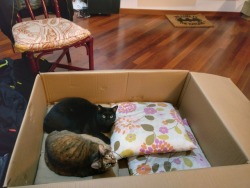 Bacon &amp; Pancake definitely like my new PC chair &rsquo;s box