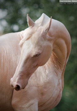 eldritchscreech:  by Ekaterina Druz  I love skinhorses &lt;3 omg I&rsquo;m guessing this is an akhal teke&hellip; so pretty Watch out for sunburn though ;____;