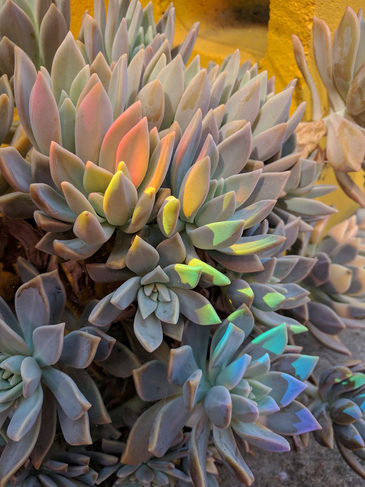 whistletown:A rainbow in my garden cast a beautiful light on my succulents!   There’s