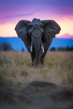 wolverxne:  Fall of Dusk - Mara Triangle, Masai Mara, Kenya | by { Mark Dumbleton } 