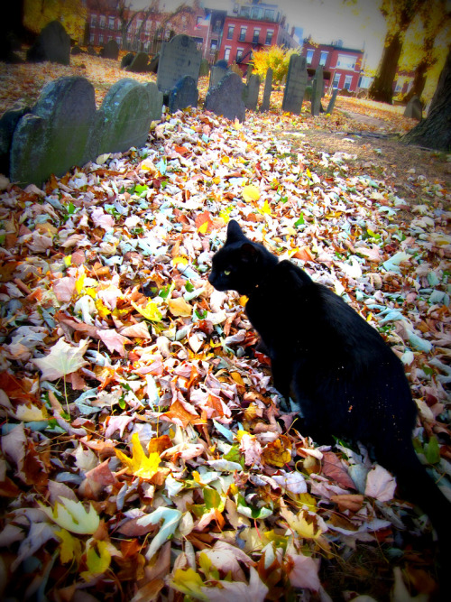 Prince - Copp’s Hill Burying Ground - North End Boston (by Star Cat)