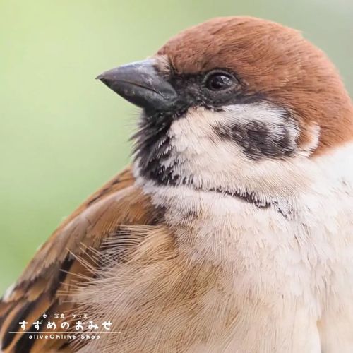 みんな何してるんだろな～  #ちゅん活 #スズメ #sparrow #写真 #photo #photography #photooftheday #癒やし #healing  #cutebird #i