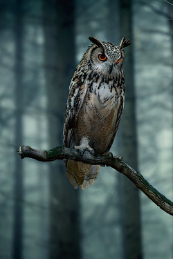 plasmatics:  Owl by Michel Schamp (Website) 