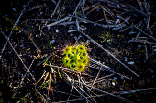 These are called Sundews. They are carnivorous and eat lil bugs.Little alien looking bug eaters.I lo