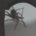 yourlocalhousespider - yourlocalhousespider