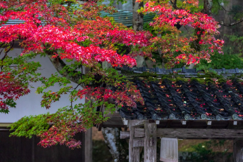 Autumn colors of Mount Hiei (Ganzandaishido and Yokokawa temples), beautifully captured by Prado