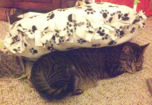 unicornsgalaxy:My cat doesn’t understand the concept of a cat bed. He likes to sleep under it.